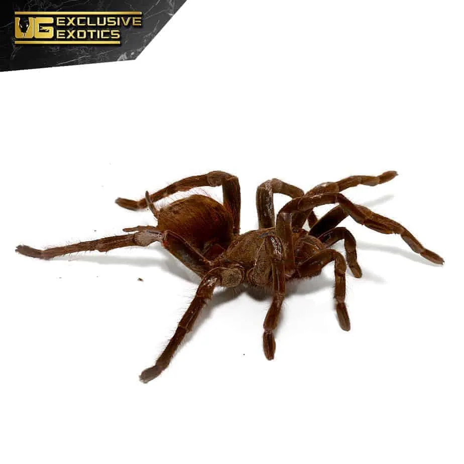 /img/18383-bird-eating-tarantula-enclosure.webp