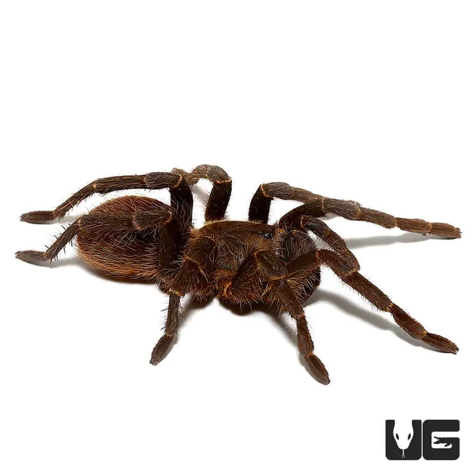 18383 bird eating tarantula feeding