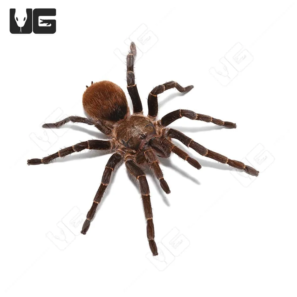 18383 bird eating tarantula habitat