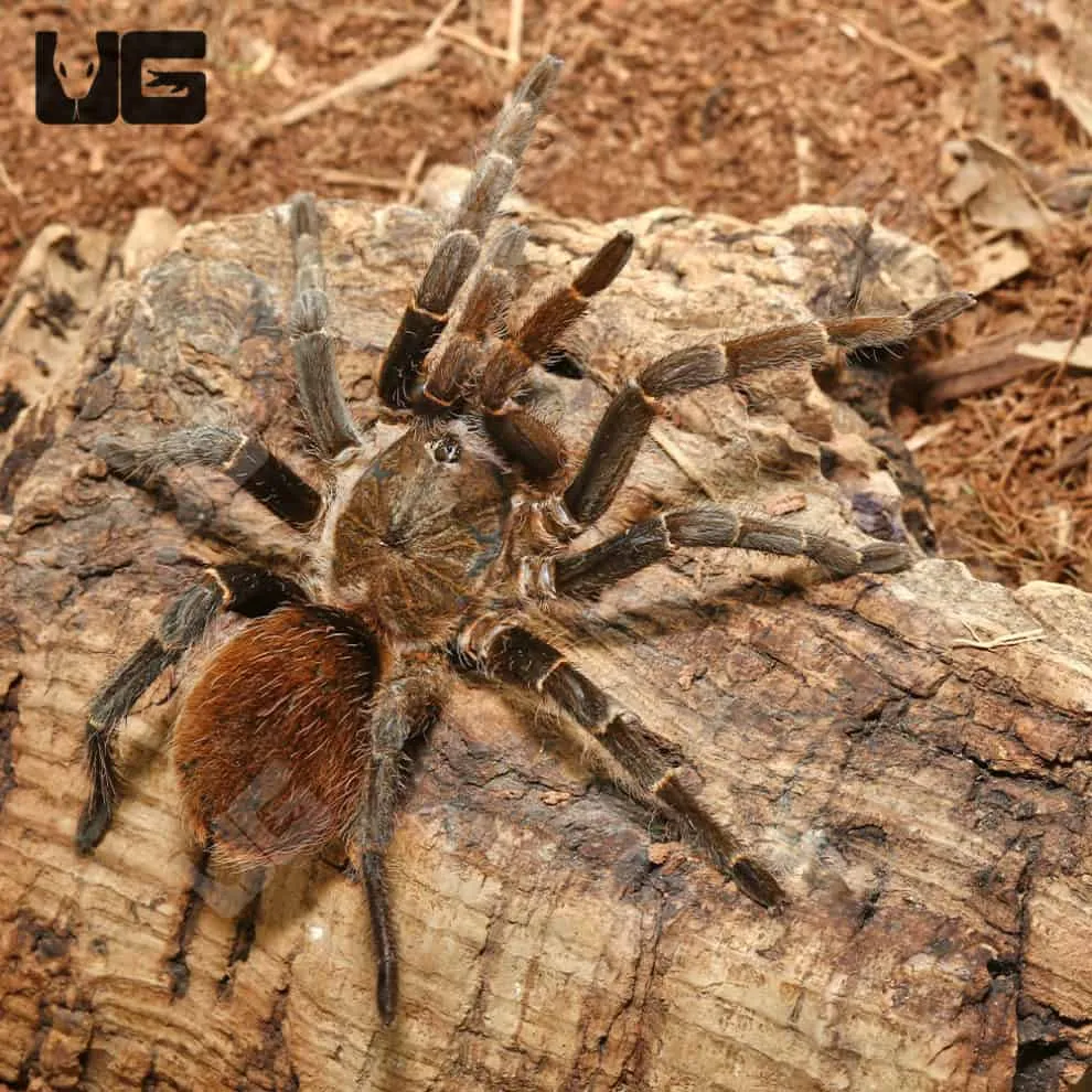 18383 bird eating tarantula handling