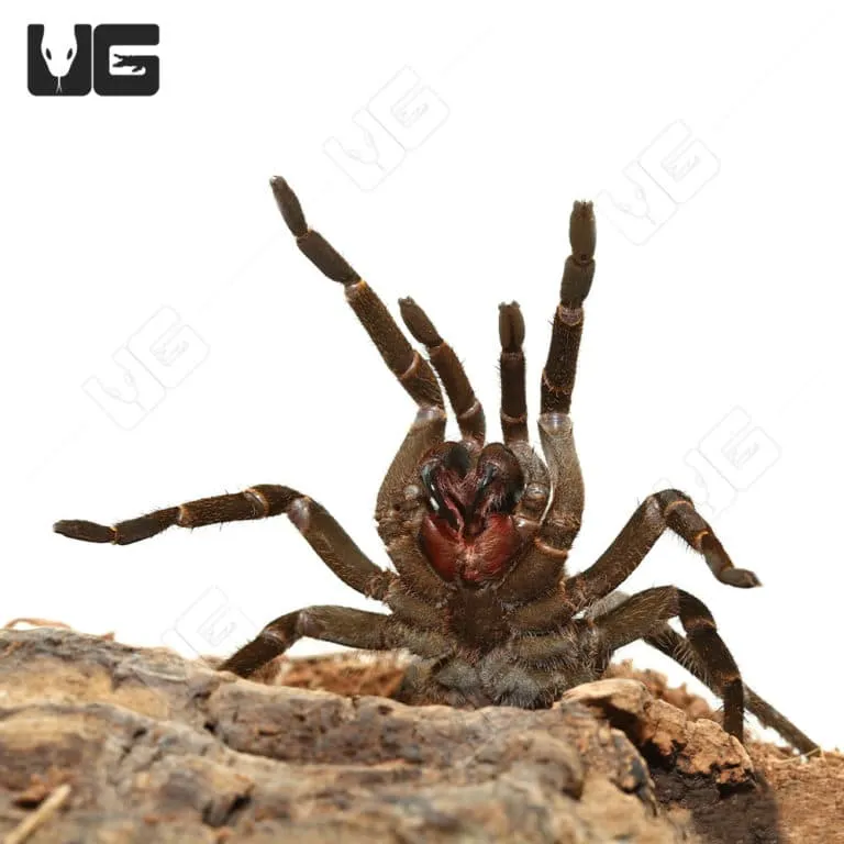 18383 bird eating tarantula health