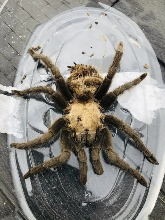 18384 pet loss support group