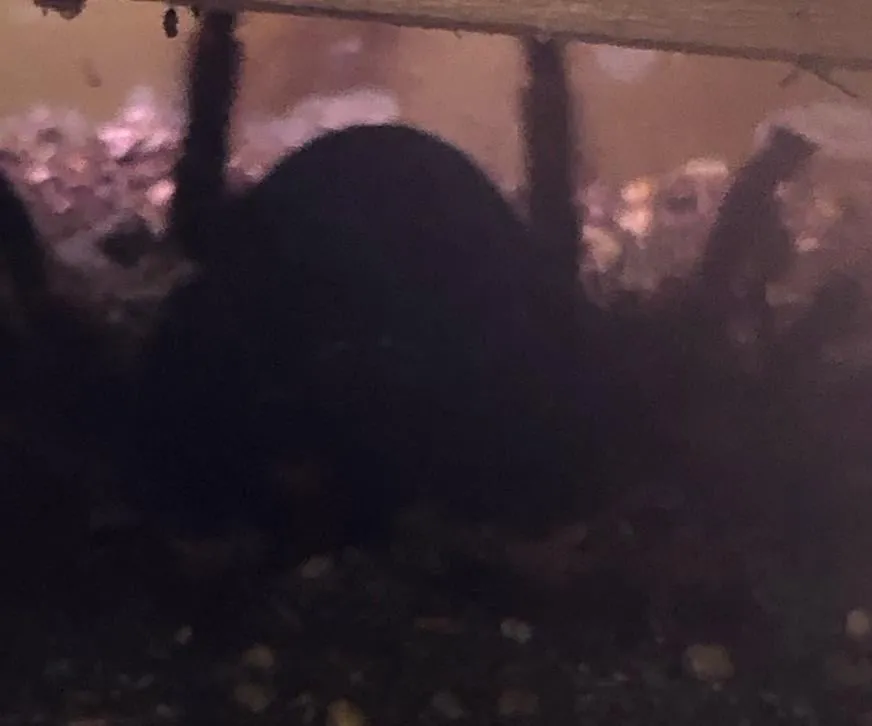 18384 remembering tarantula