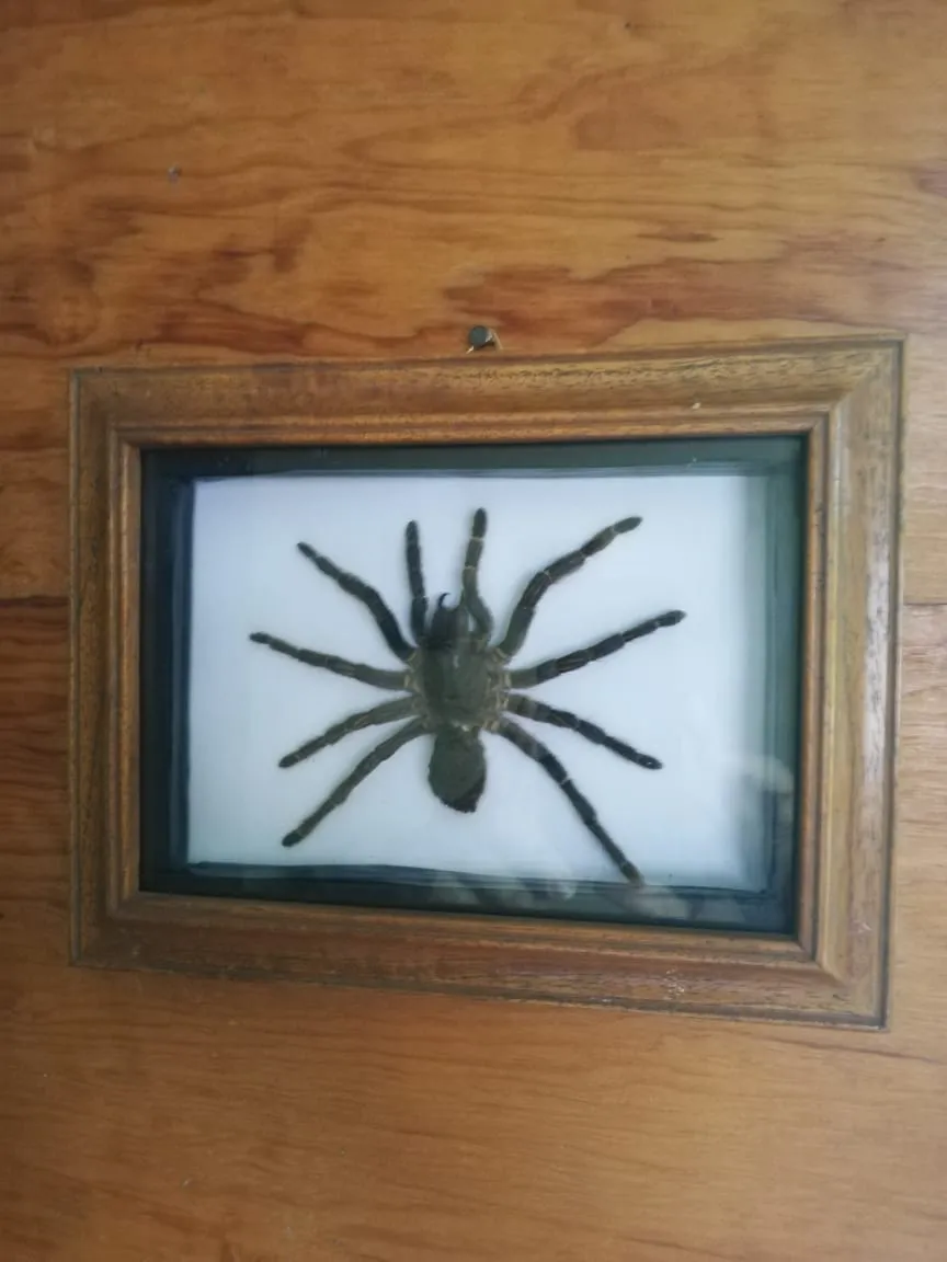 18384 sad person with tarantula