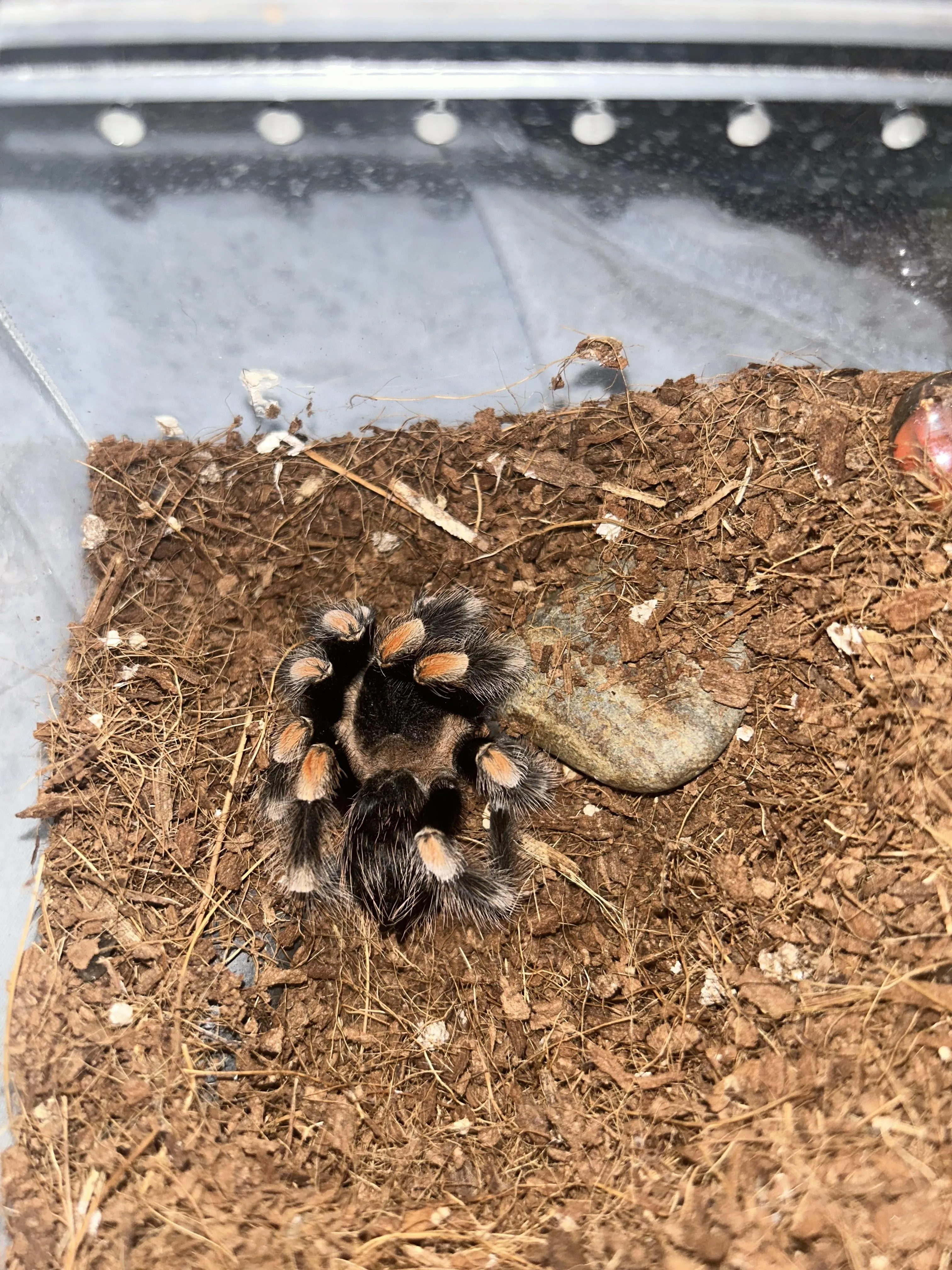 18384 tarantula memorial