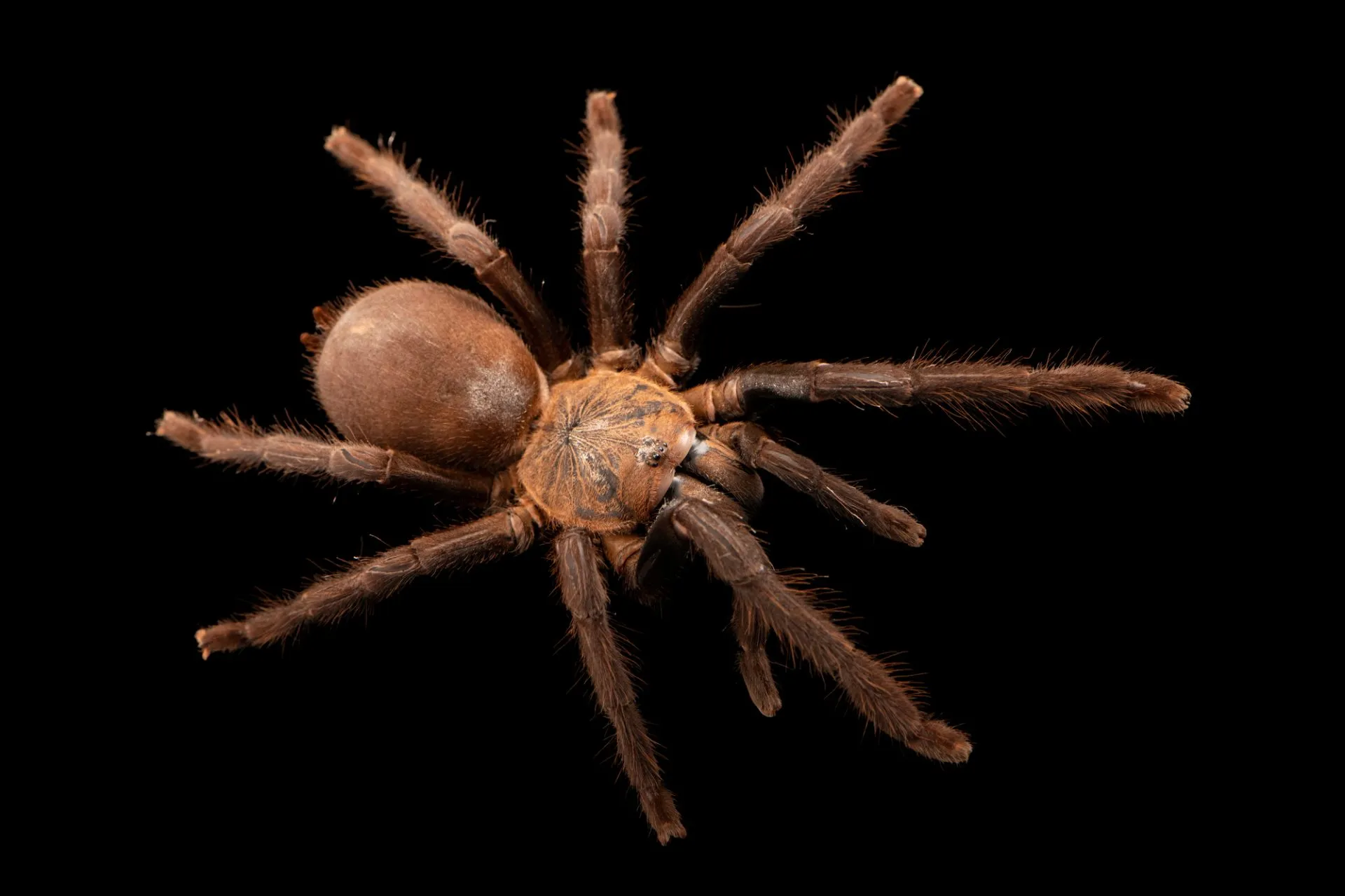 /img/18385-blue-quezon-tarantula-breeding.webp