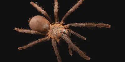 /img/18385-blue-quezon-tarantula-breeding.webp