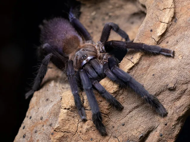 18385 blue quezon tarantula feeding