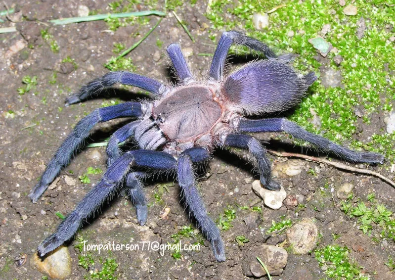 18385 blue quezon tarantula handling