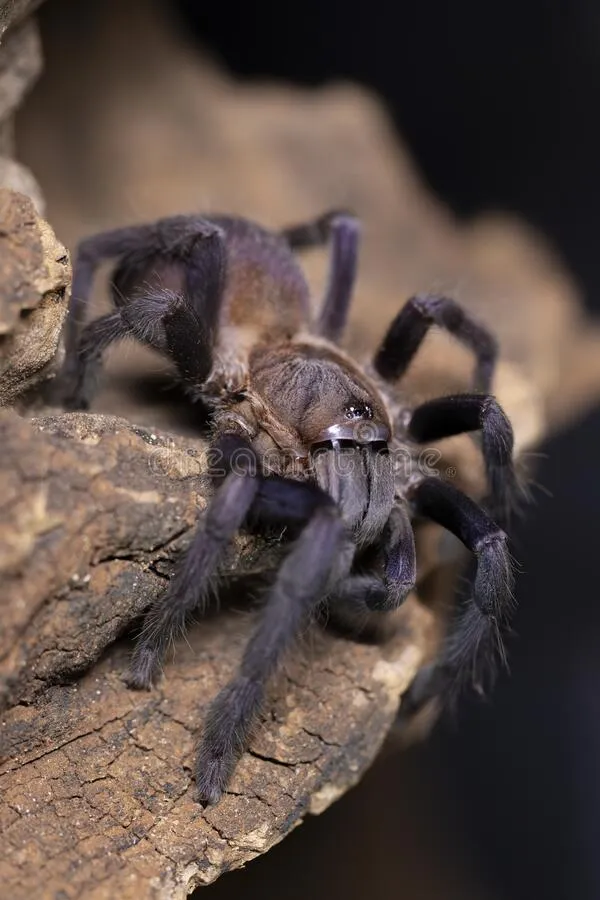 18385 blue quezon tarantula lifespan