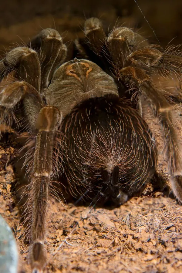 18386 tarantula abdomen sexing