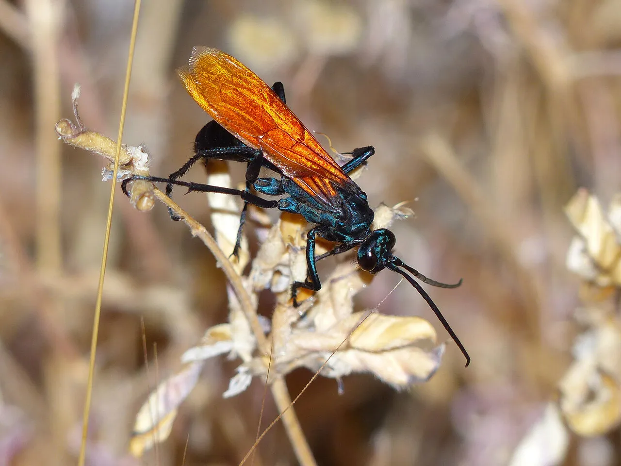 /img/18388-tarantula-hawk-singapore-conservation.webp