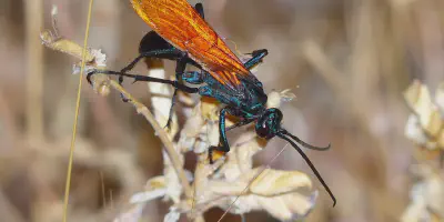 /img/18388-tarantula-hawk-singapore-conservation.webp