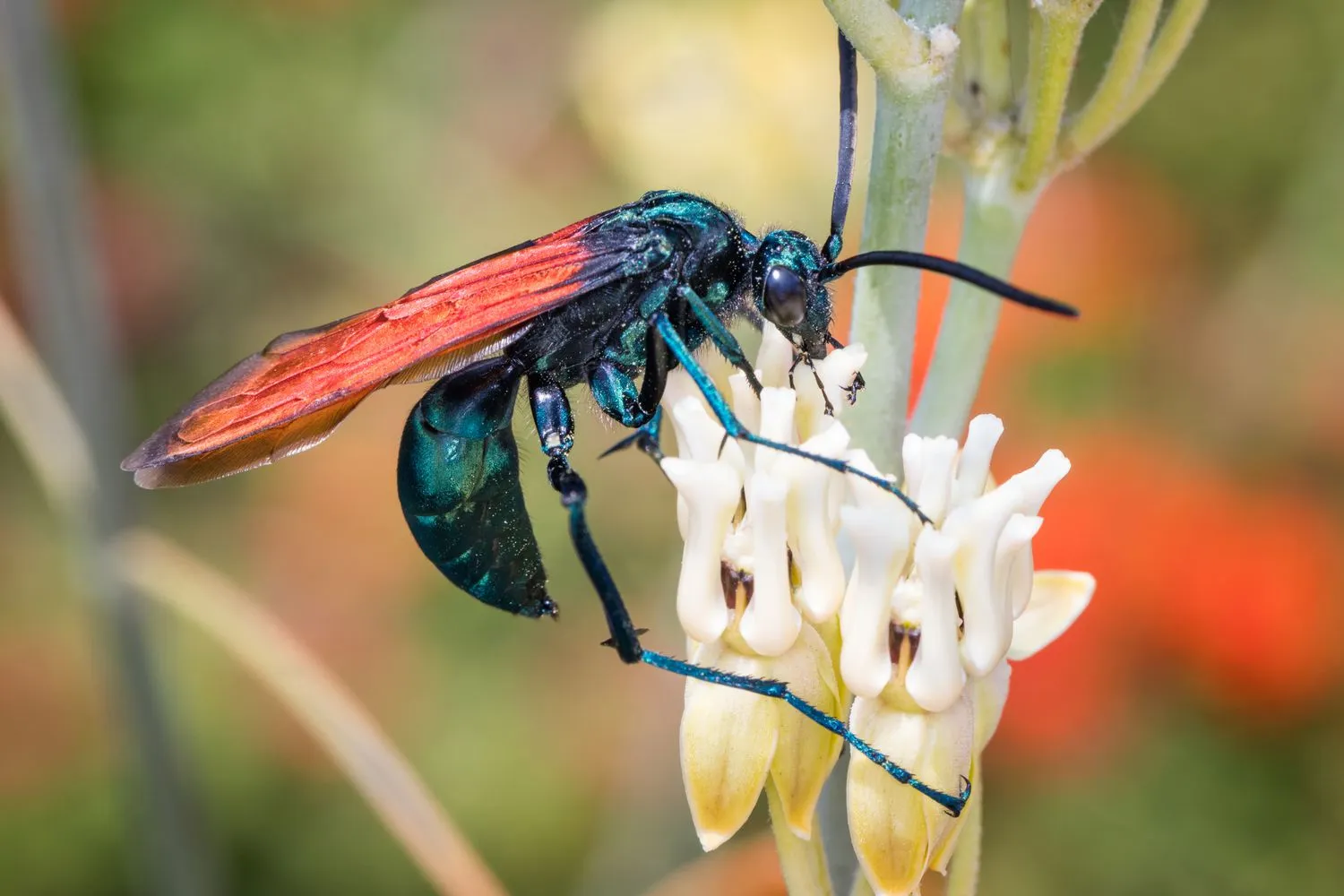 18388 tarantula hawk singapore habitat