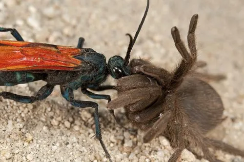 18388 tarantula hawk singapore hunting