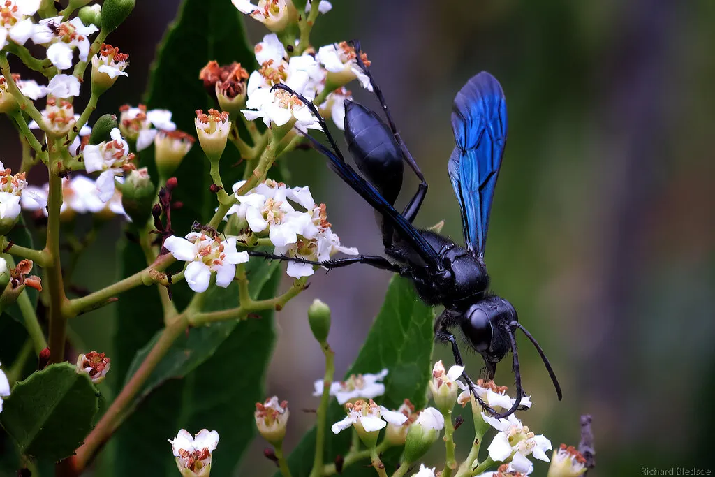 18388 tarantula hawk singapore life cycle