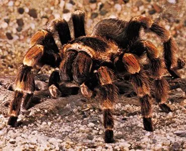 18389 tarantula colors