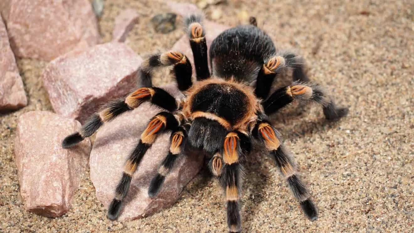 18389 tarantula fangs
