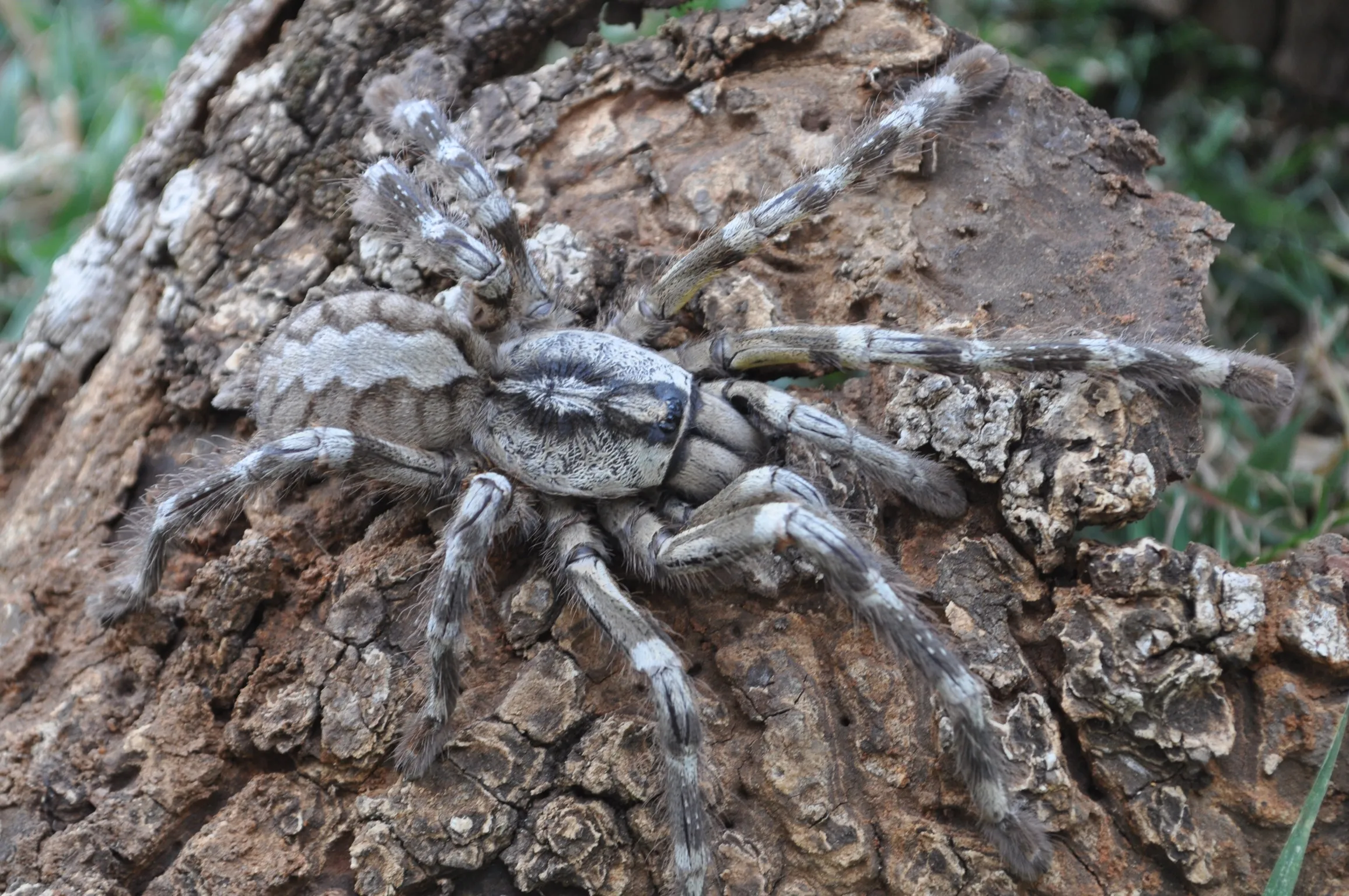 /img/18389-tarantula-molting.webp