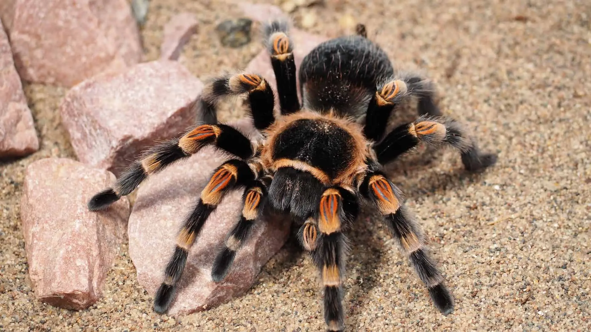 /img/18390-tarantula-conservation.webp