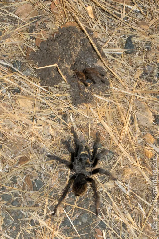 18390 tarantula desert