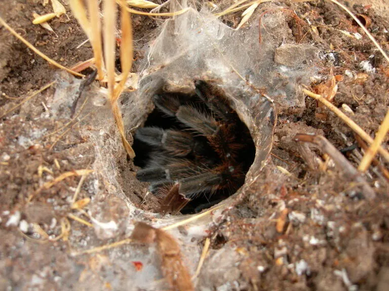 18390 tarantula food web