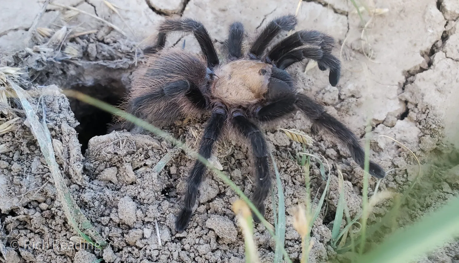 18390 tarantula geographic distribution