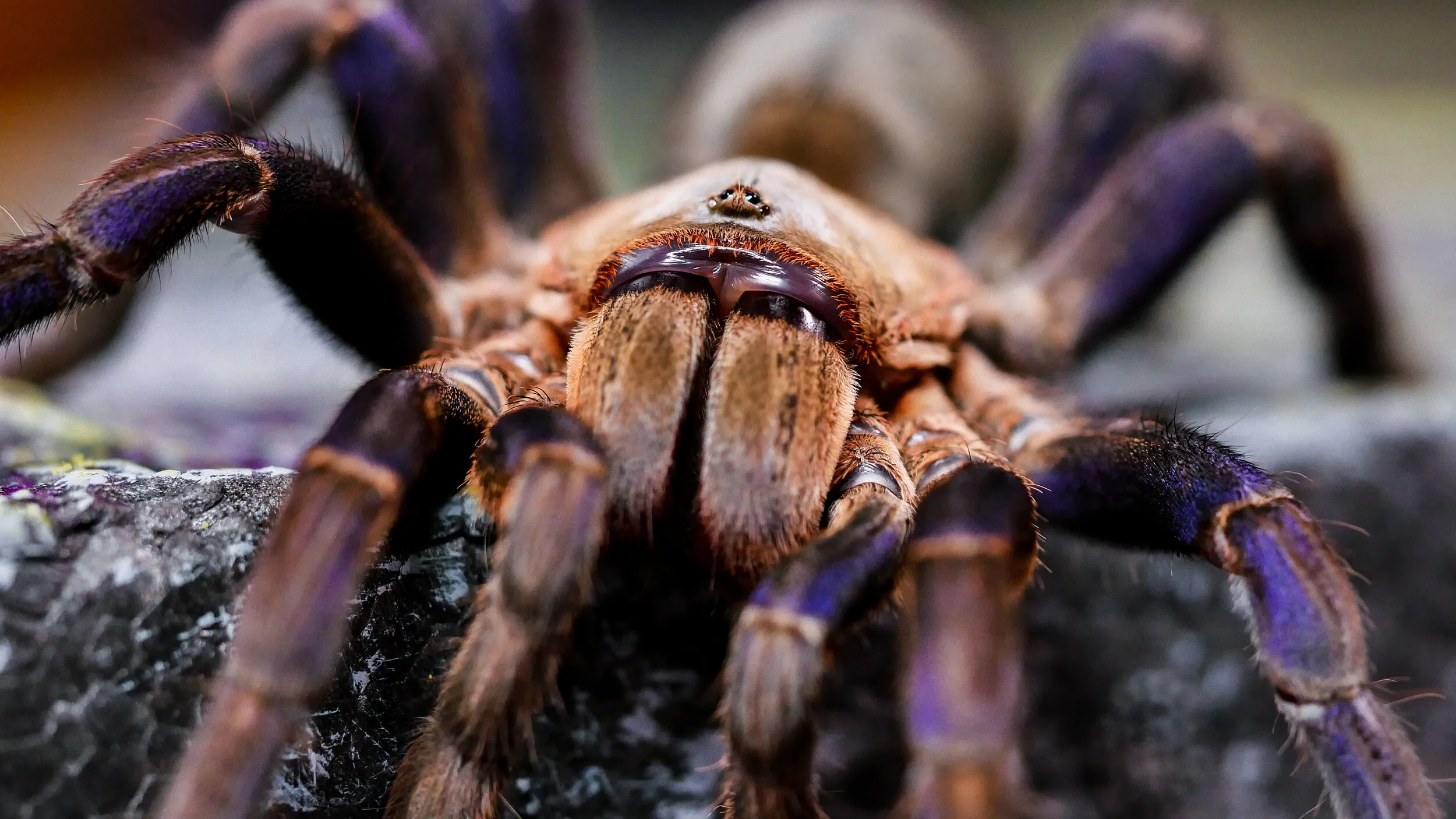 18390 tarantula in habitat