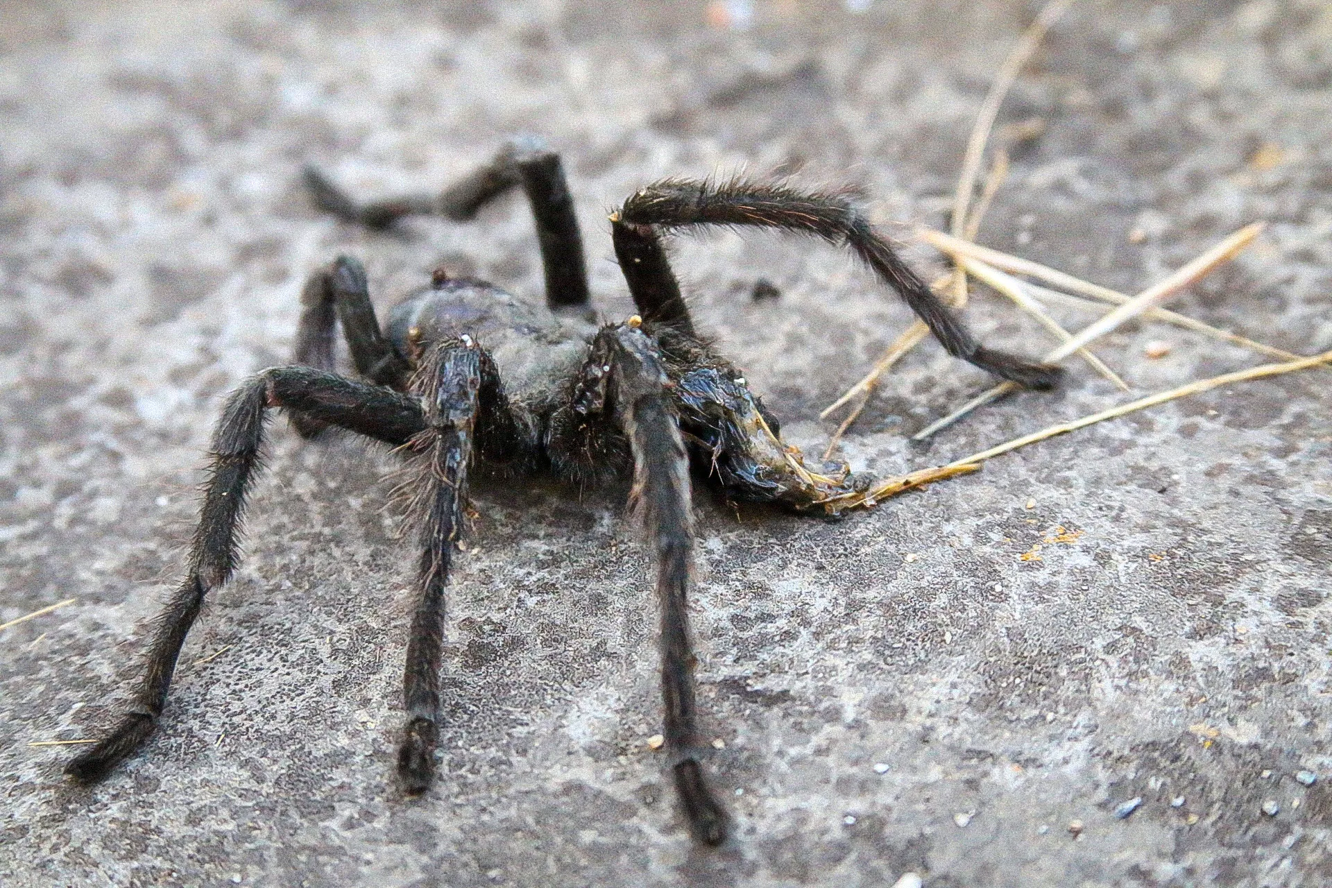 18390 tarantula predator