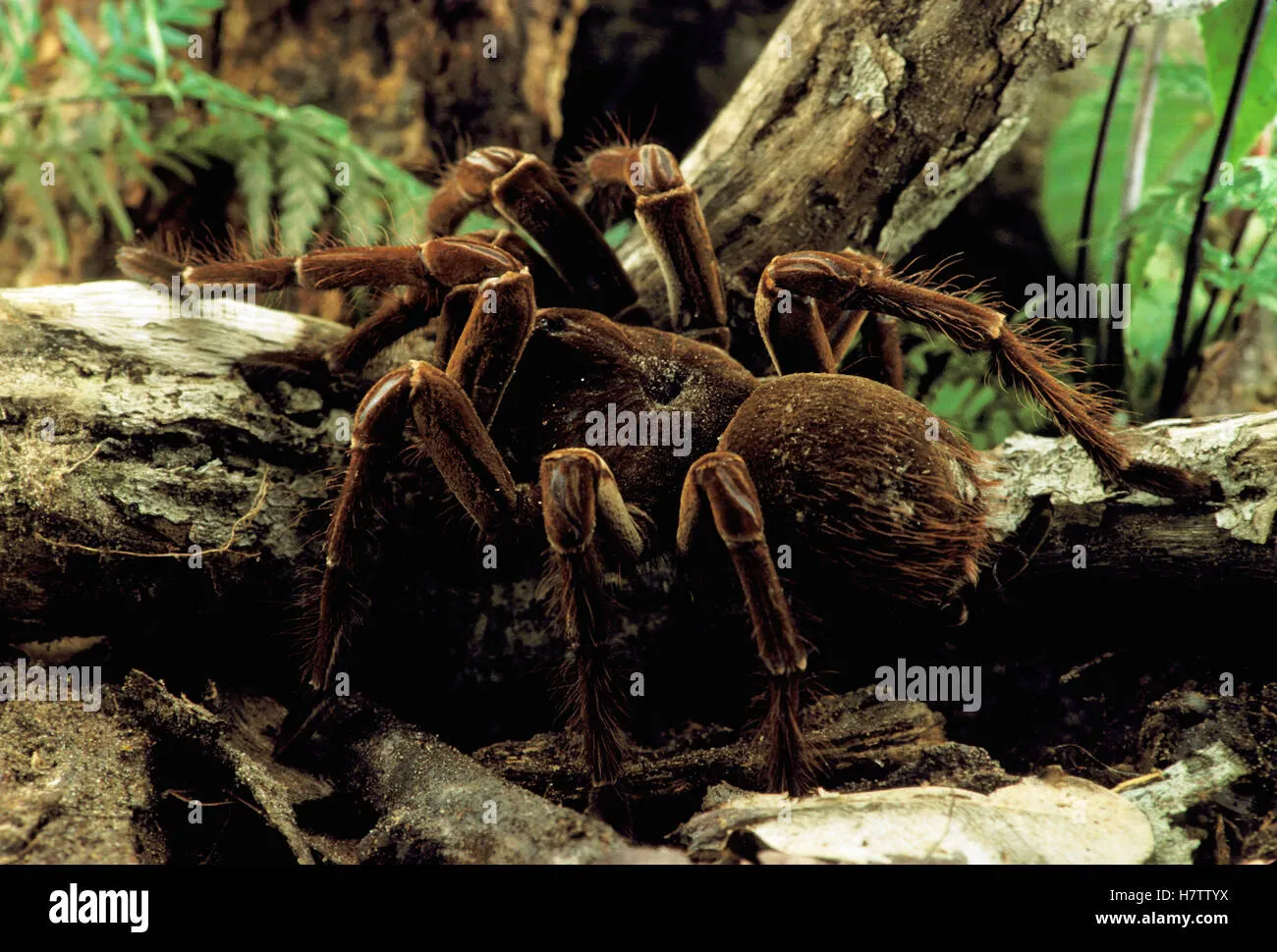 18390 tarantula rainforest