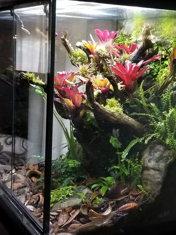 18391 grassland tarantula