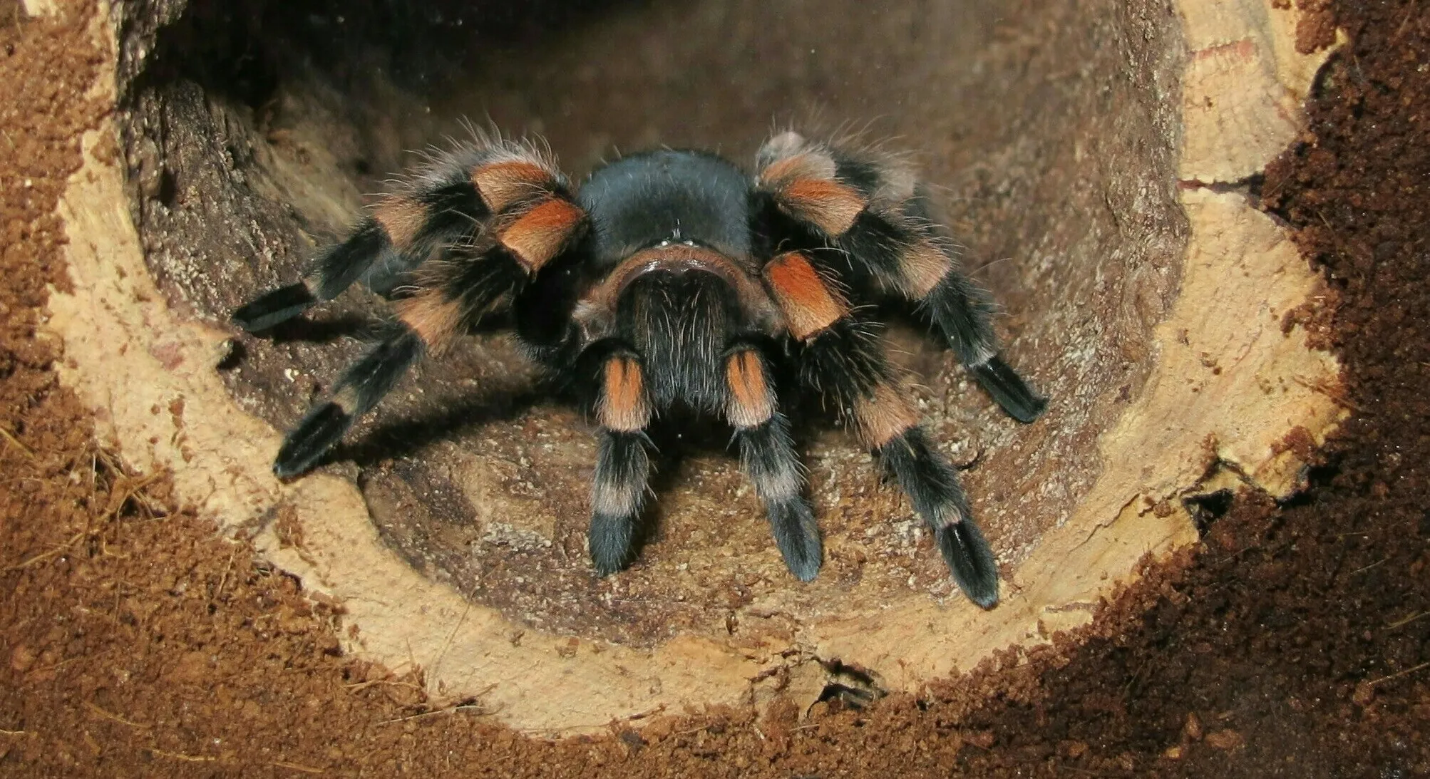 18391 tarantula in habitat