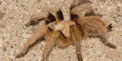/img/18393-desert-blonde-tarantula-health.webp