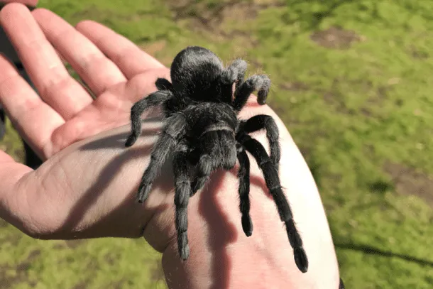 18394 brazilian black tarantula appearance