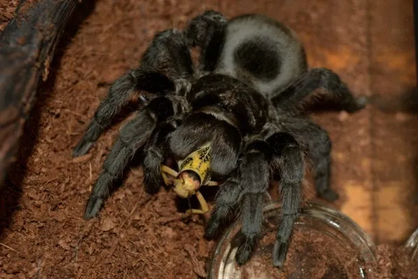 18394 brazilian black tarantula size