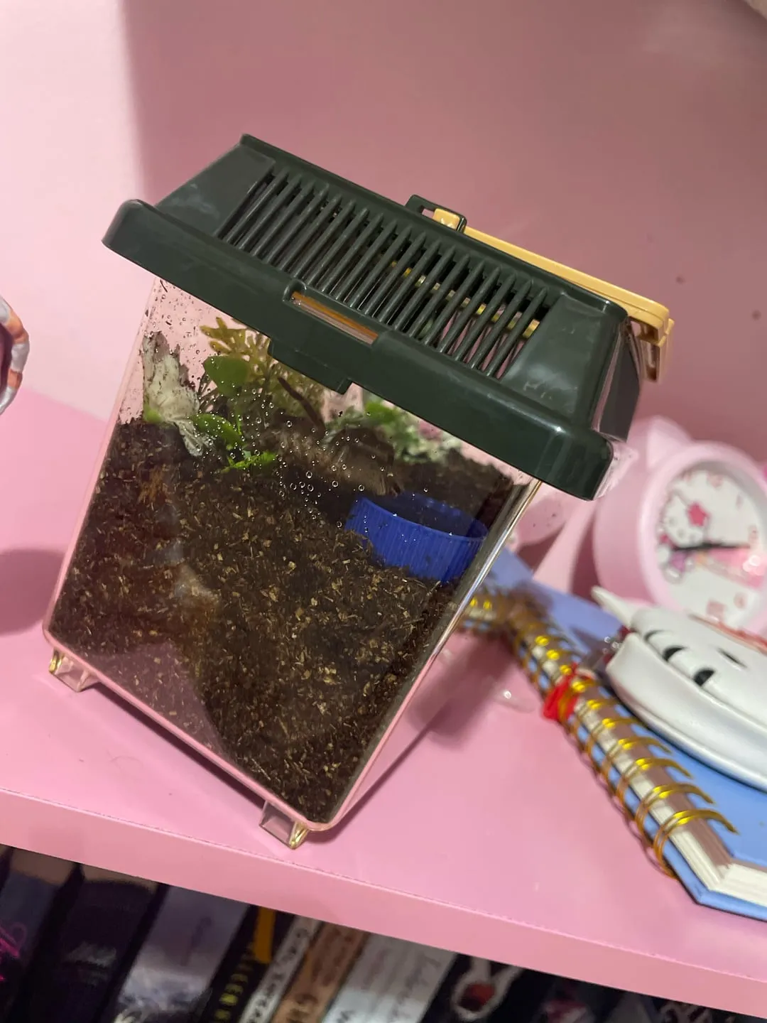 18395 chaco golden knee tarantula enclosure 3