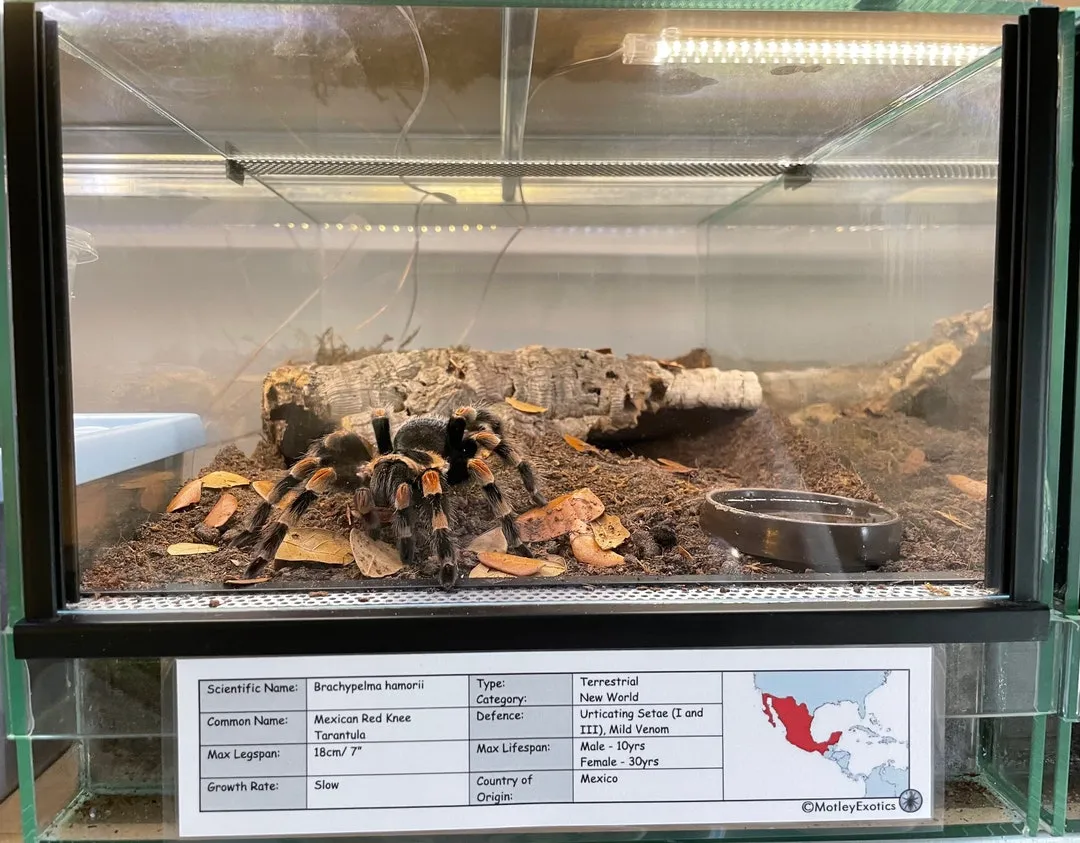 18395 chaco golden knee tarantula enclosure 4