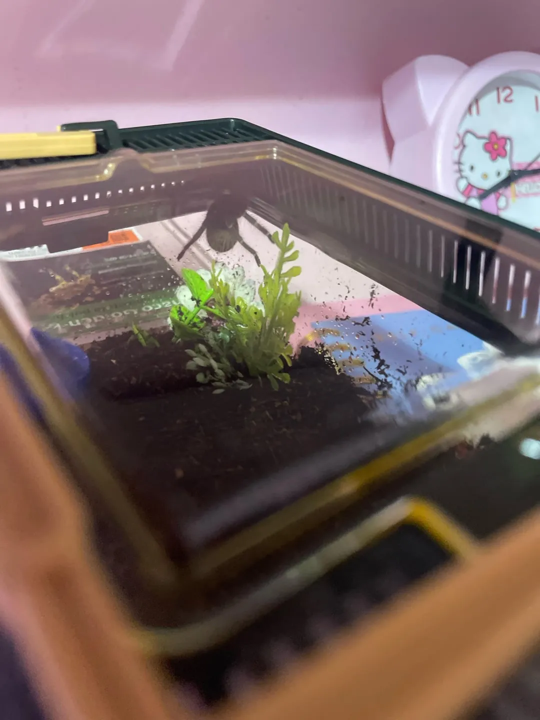 18395 chaco golden knee tarantula enclosure 5