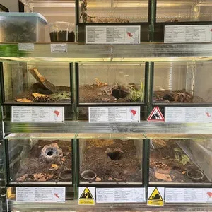 18395 chaco golden knee tarantula enclosure 6