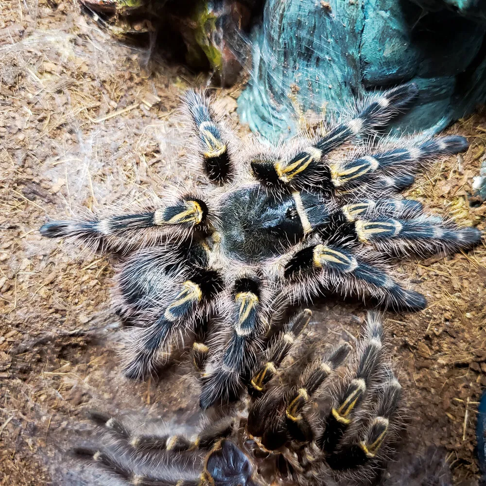 18395 chaco golden knee tarantula enclosure 7