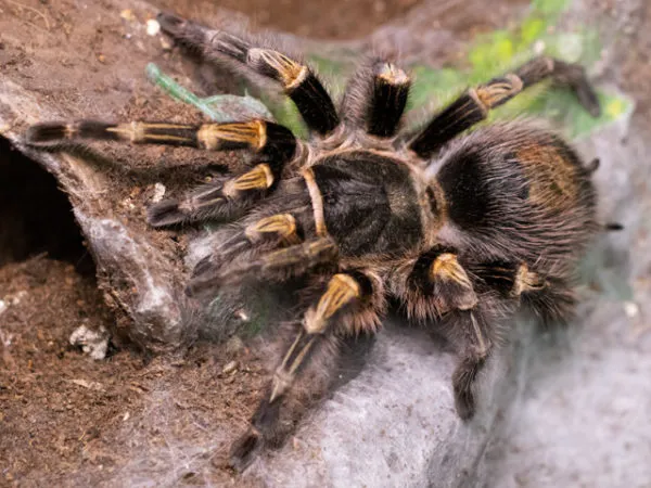 /img/18395-chaco-golden-knee-tarantula-enclosure-8.webp