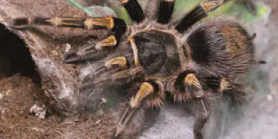/img/18395-chaco-golden-knee-tarantula-enclosure-8.webp