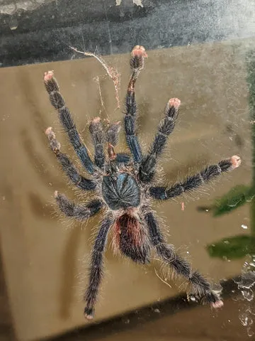 18396 pink toe tarantula dehydrated