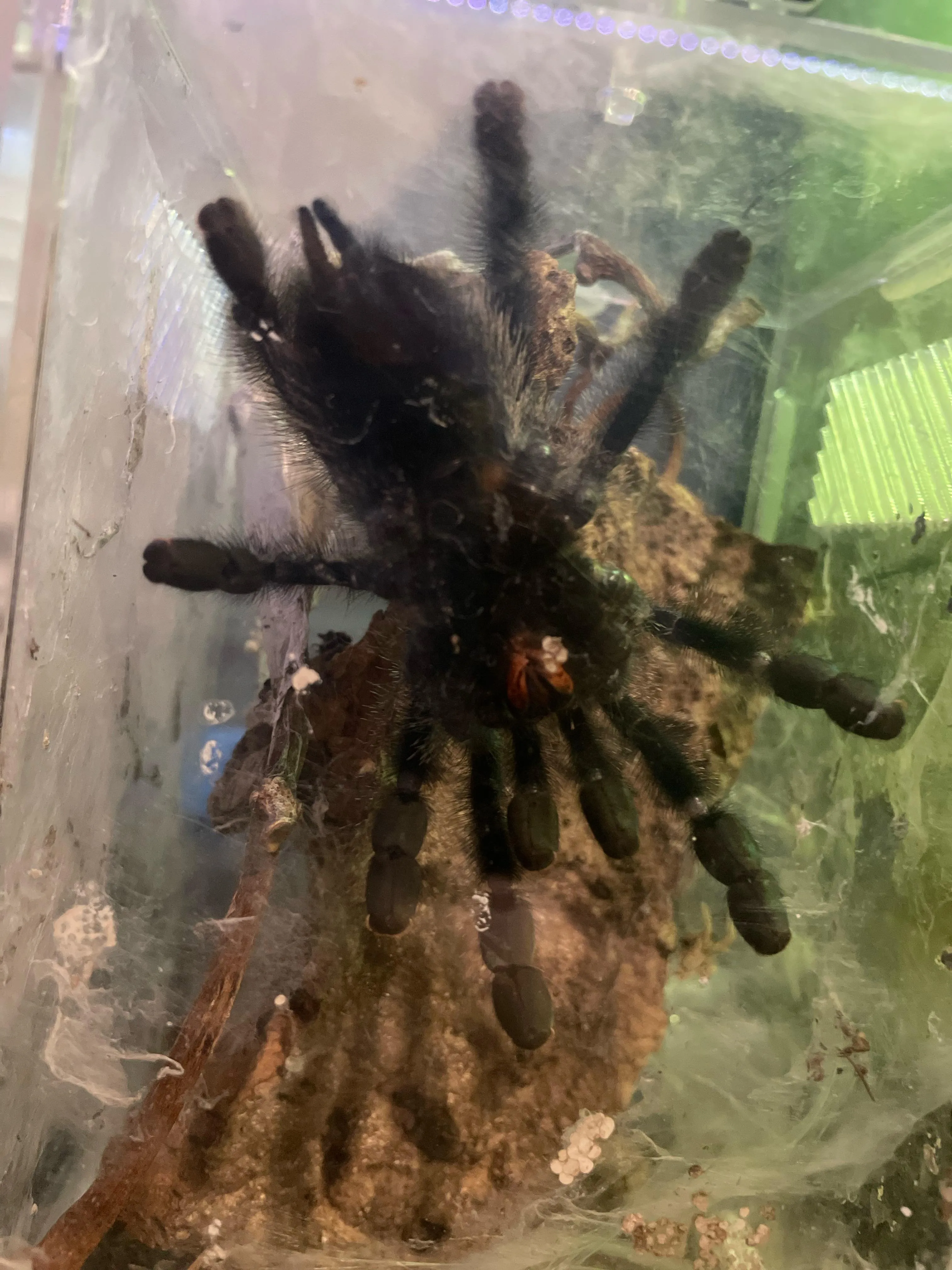 18396 pink toe tarantula humidity
