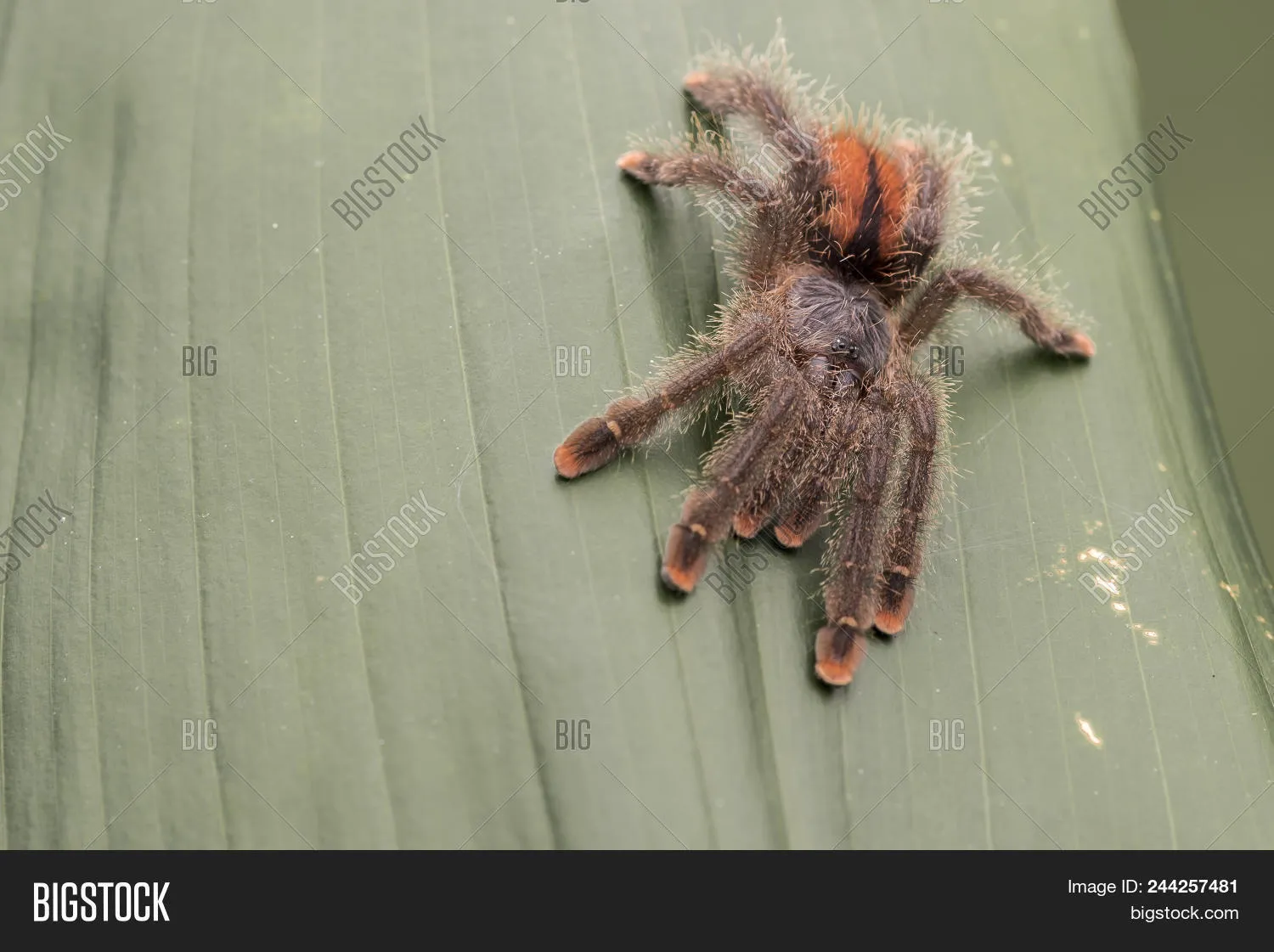 18396 pink toe tarantula molting