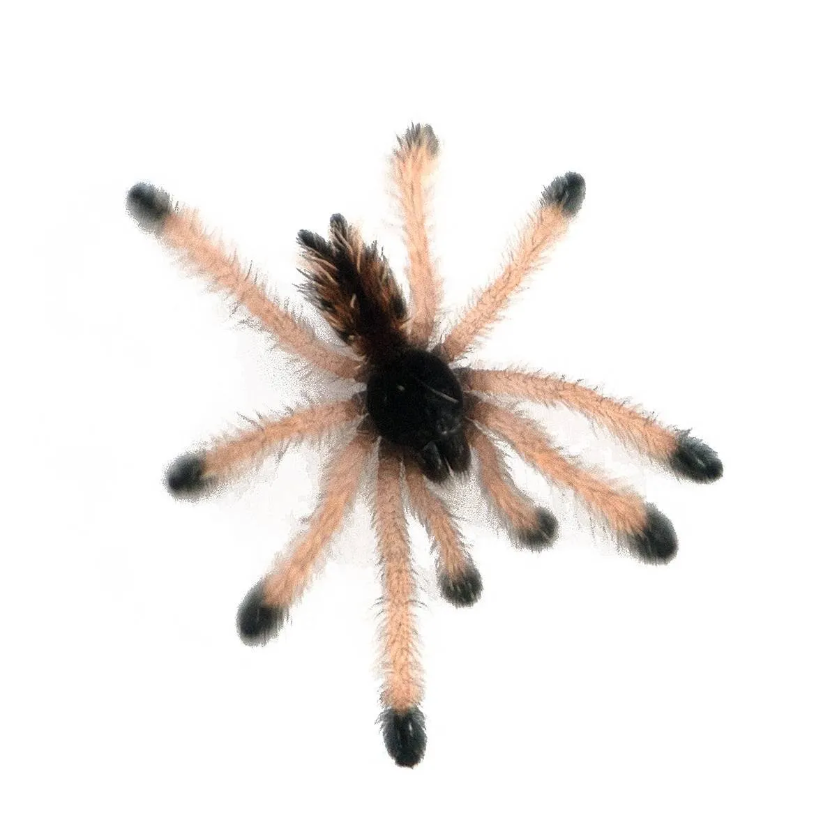 18396 pink toe tarantula prey