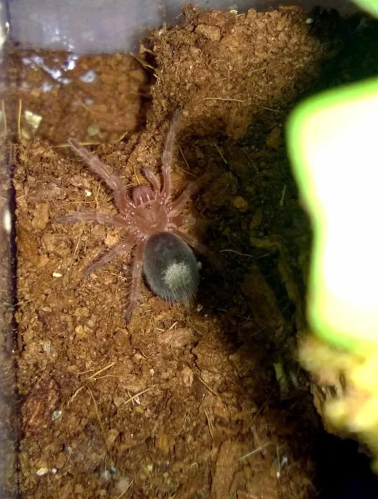 /img/18397-tarantula-premolt-care.webp