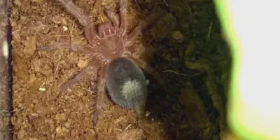 /img/18397-tarantula-premolt-care.webp