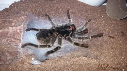 18397 tarantula premolt duration