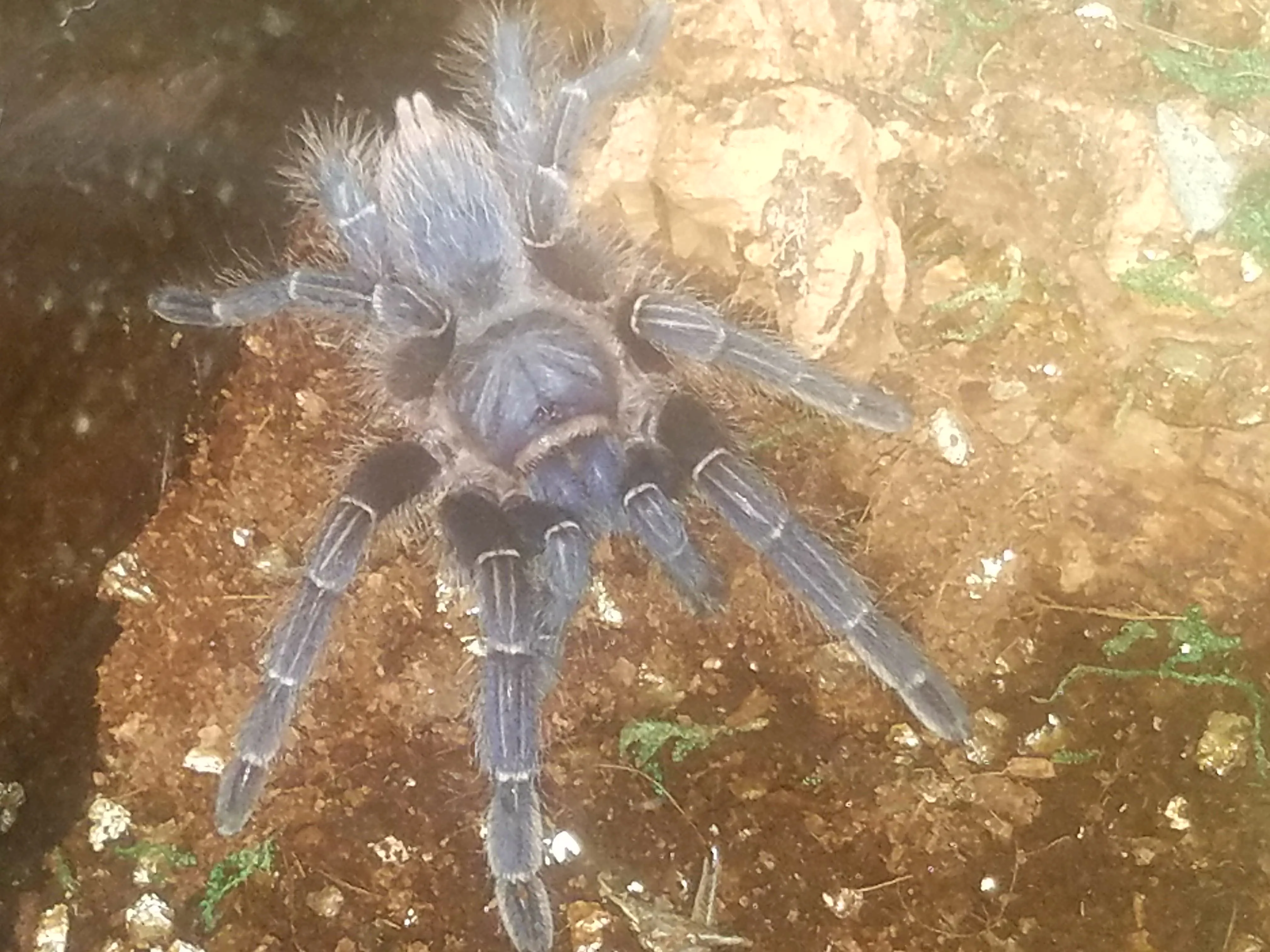 18397 tarantula premolt signs